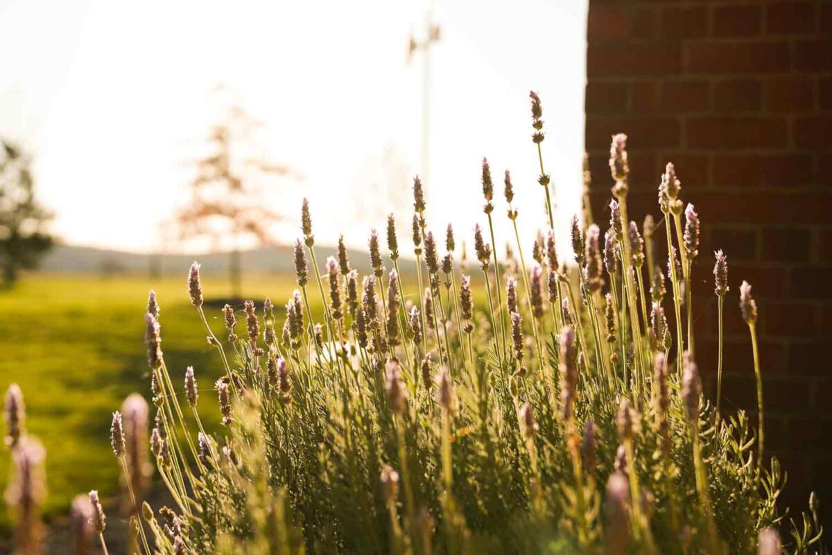 Lavendar bush at Dallah Chapel - an historic 1897 church accommodation near Ballarat
